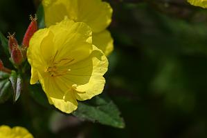 2025-06168987 Acton Arboretum, MA